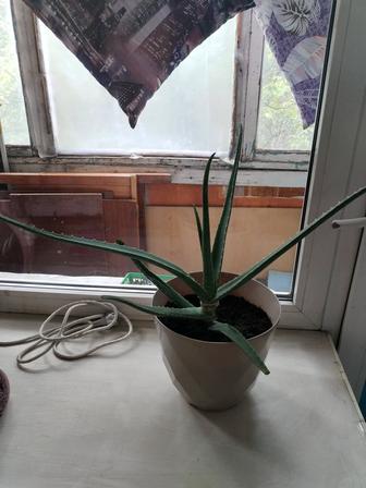 Продам цветок