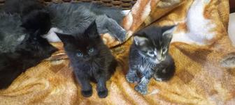 Котята мейн куны