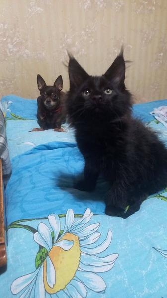 Котята мейн куны