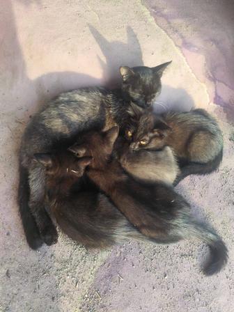 Милые котята ищут себе дом!