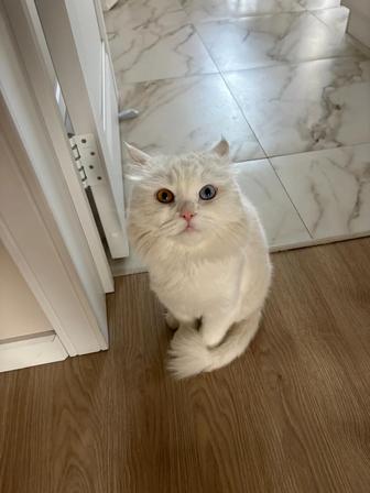 Внимание! Потерялся кот белый, глаза разные в районе мкр. Нур- Алатау