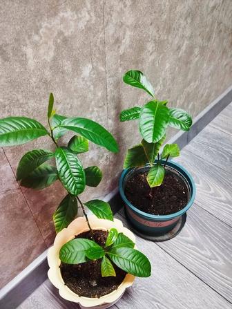 Лимон. Комнатное растение