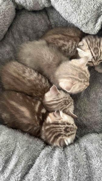 Шотландские котята скоттиш-страйт и скоттиш-фолд