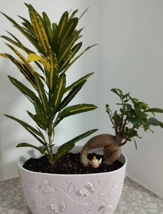 Кодиеум Санни стар и фикус бонсай