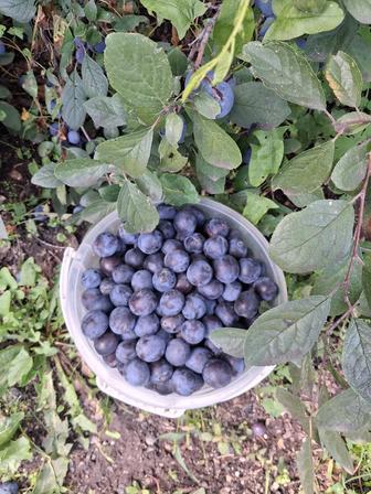 Продукты питания Слива садовая