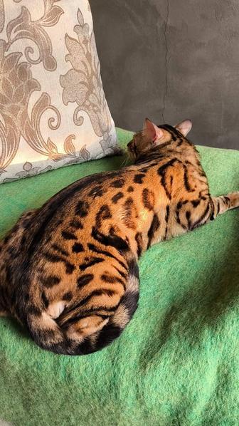 Бенгальский КОТ- золото