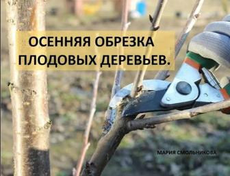 Осенняя обрезка деревьев