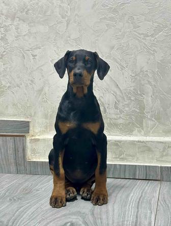 Щенки добермана