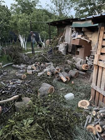 ореховое дерево для заготовки древесины