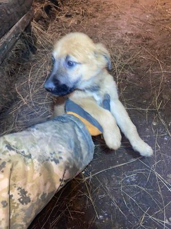 Щенки бельгийской овчарки