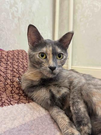 Отдам кошку (девочка) в добрые руки