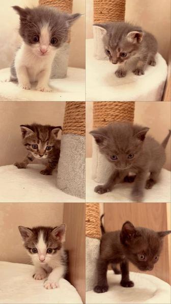 Отдам котят в добрые, ласковые руки