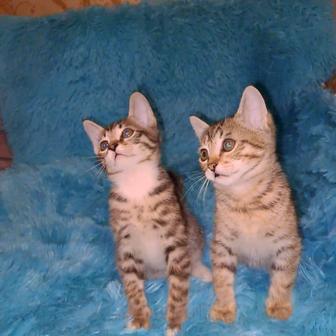 Отдам котят в добрые, ласковые руки