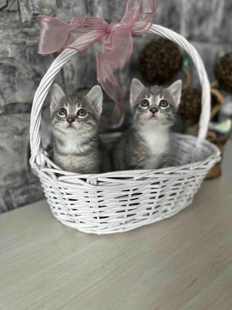 Котята