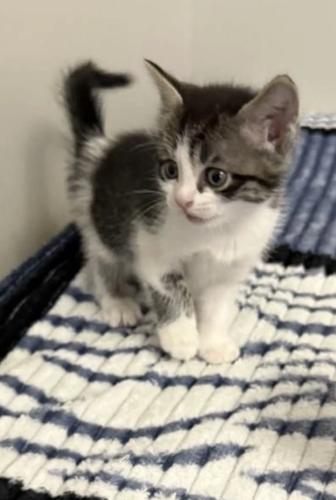 даром отдам кота в хорошие руки