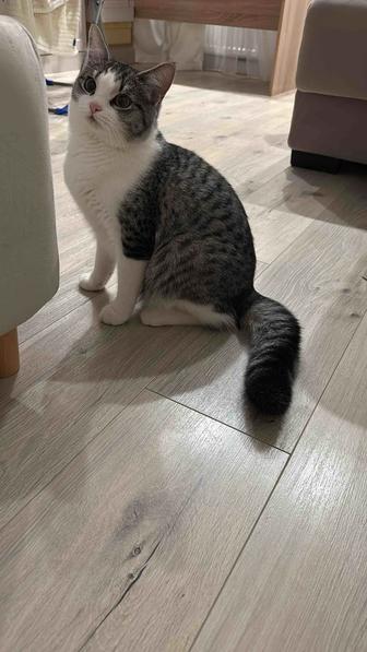 Отдам в хорошие руки кота. Шотландец