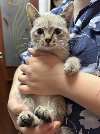 Котята