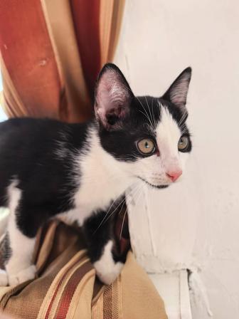 Отдаем котят в добрые руки