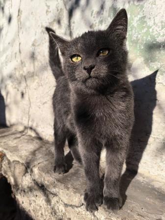 Отдаем котят в добрые руки