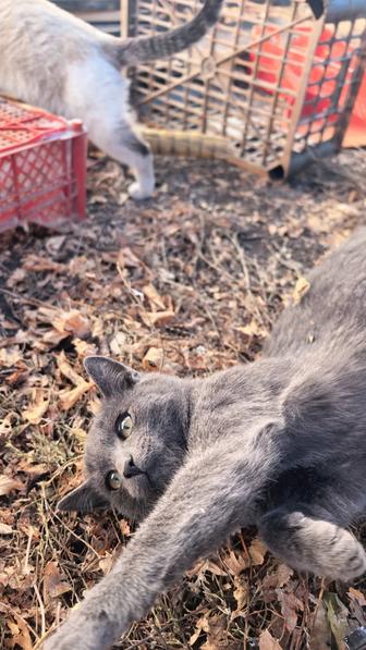 Отдаем котят в добрые руки
