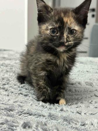 Отдам котенка в добрые ручки