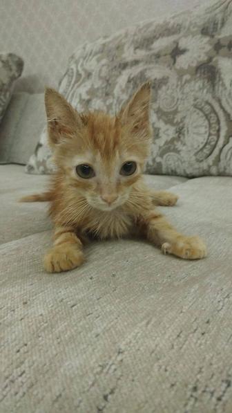 Одам котят в добрые руки