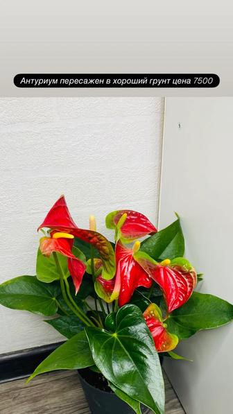 Продам взрослые комнатные растения