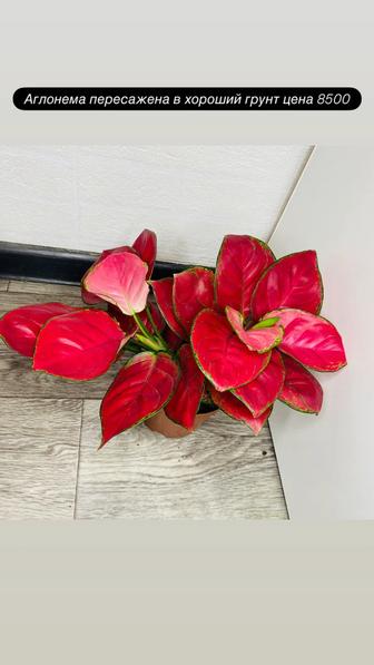 Продам взрослые комнатные растения