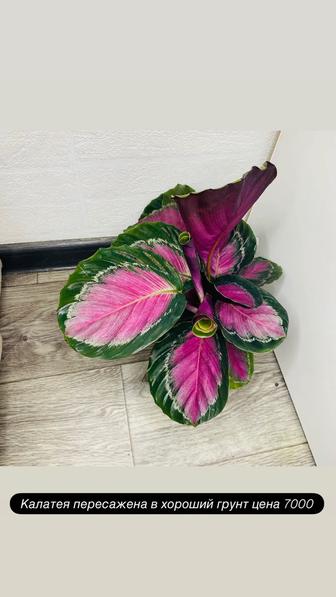 Продам взрослые комнатные растения