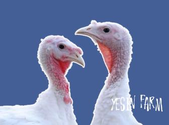 Белый широкогрудый инкубационные яйца индюков быстрый откорм