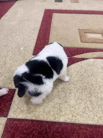 Щенки Алабая