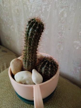 Кактусы .