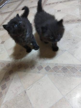 Котята