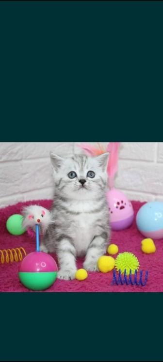 Продам клубных шотландских кошечек скоттиш страйт.
