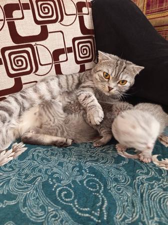 Шотландские котята вислоухие