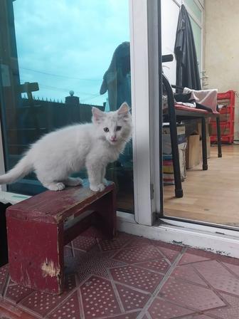 Отдам котят в хорошие руки