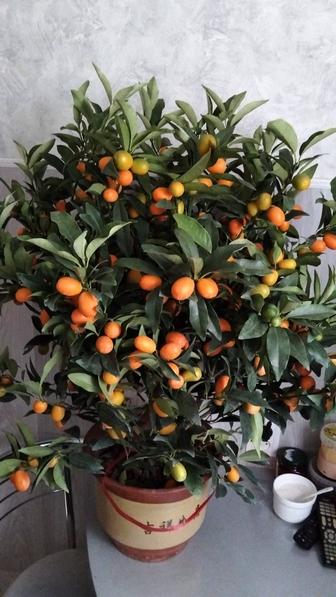 Продам цитрус мандарин