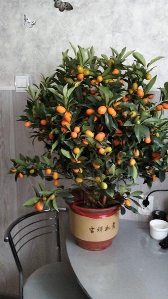 Продам цитрус мандарин