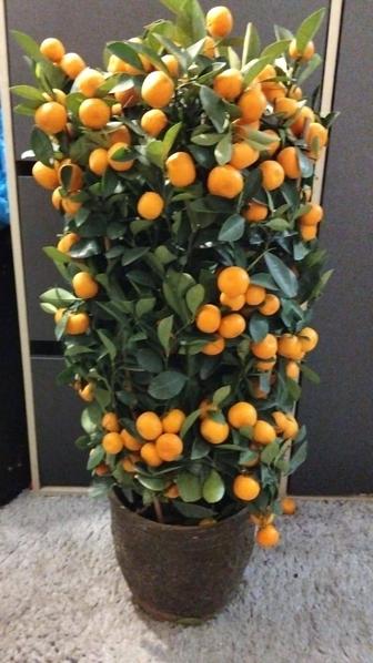 Продам цитрус мандарин