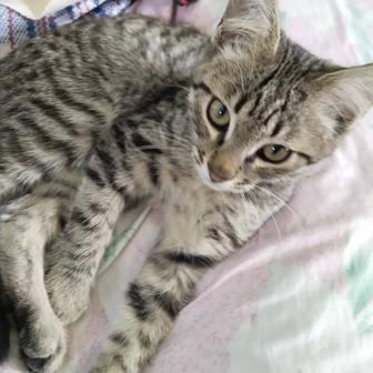 Добрые люди заберите кошек