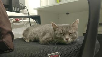 Чья кошка потерялась