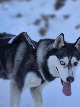 Потерялась собака Хаски