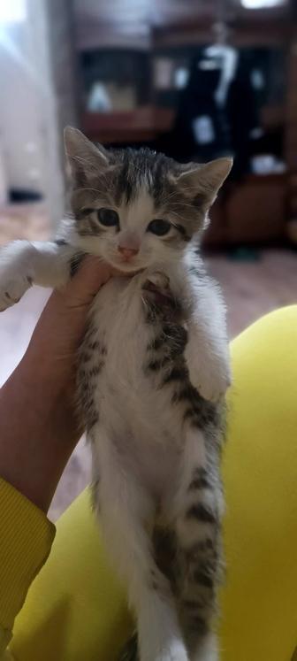 Котенок крысолов