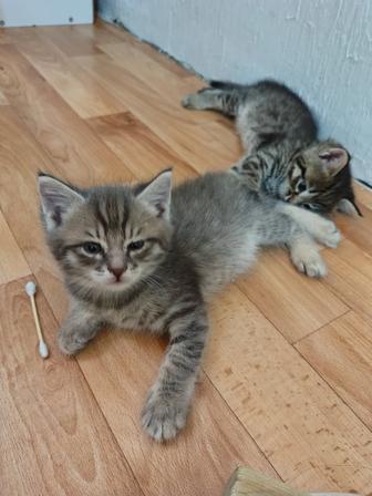 Котята
