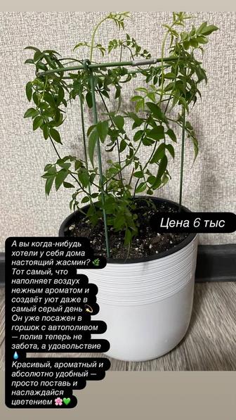 Комнатные растения