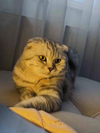 Вислоухий шотландец для вязки! Не продаем!!!