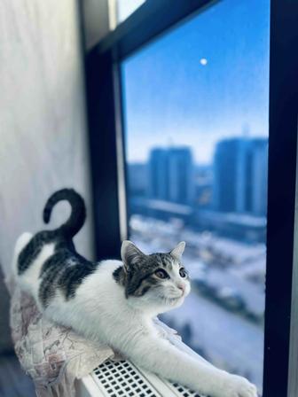 Животное кошка