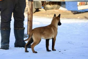 Бельгийские овчарки малинуа