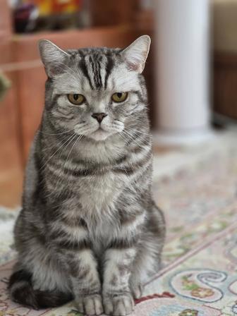 Отдам кота шотландца