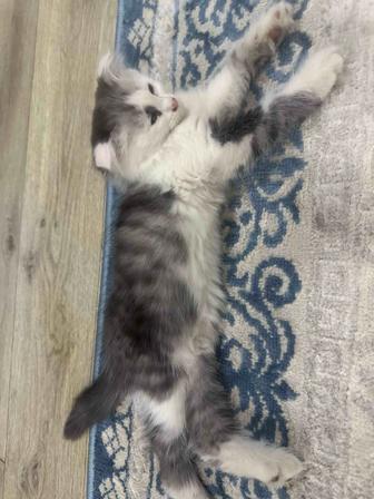 Кошка вислоухая